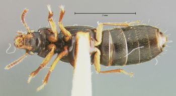 Media type: image;   Entomology 24058 Aspect: habitus ventral view
